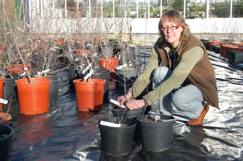 Jess Gould gyda <em>Sorbus stirtoniana </em>  yng Ngardd Fotaneg Genedlaethol Cymru.