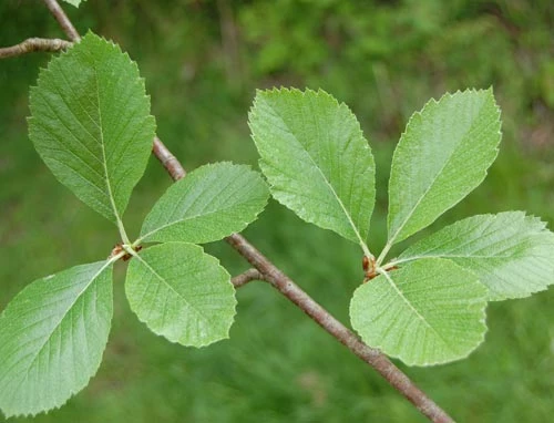 <strong>Welsh Whitebeam</strong> - <em>Sorbus cambrensis</em>