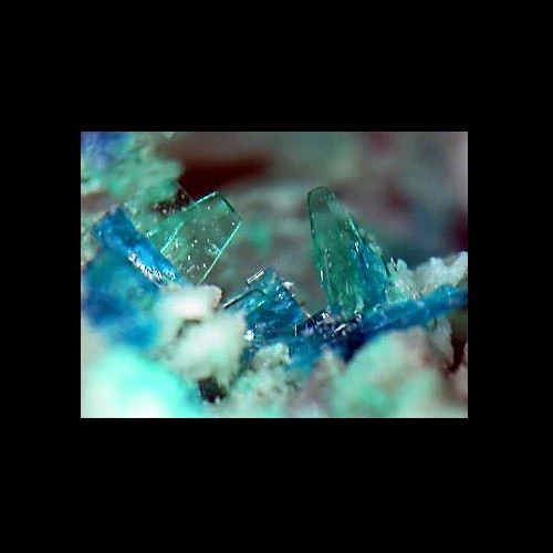 Microgrisialau llafnog