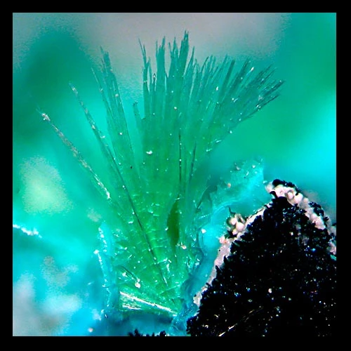 Clwstwr cywrain o grisialau redgilit