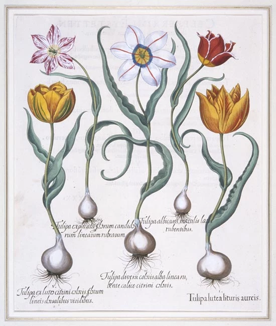 <em>Tulipa Lutea Lituris Aureis</em> o <em>Hortus Eystettensis</em>