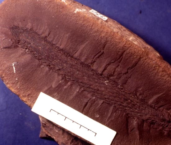 Côn o lycophyt anferth o'r cyfnod Carbonifferaidd diweddar