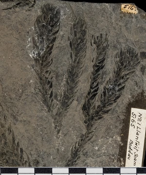 Eginyn deiliog o lycophyt anferth o greigwely Uwch-garbonifferaidd Llanilltud ym Meddau, de Cymru.