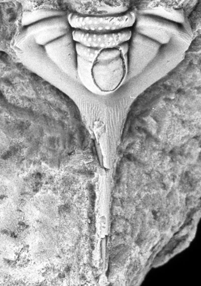 Mae gan gynffon y trillabedog <em>asidifforws</em> asgwrn cefn trawiadol.