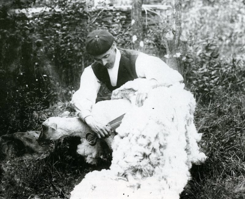 Llun cynnar o Tom Mathias wrthi'n cneifio